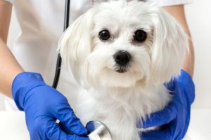 animales gratis mendoza Veterinaria VILLA HIPÓDROMO Clínica y cirugía en animales convencionales y exóticos